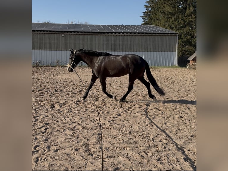 Cruzado Mare 8 years 15,2 hh Rabicano in Hehlen