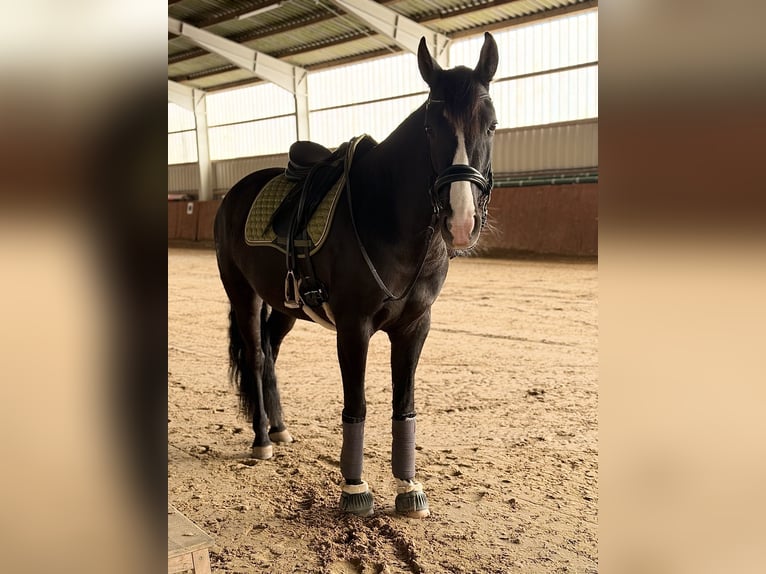 Cruzado Mare 8 years 15,2 hh Rabicano in Hehlen