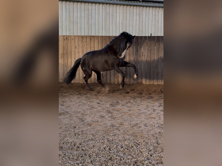 Cruzado Mare 8 years 15,2 hh Rabicano in Hehlen