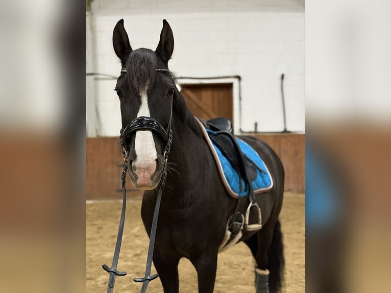 Cruzado Mare 8 years 15,2 hh Rabicano in Hehlen