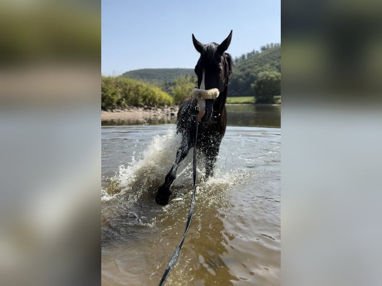 Cruzado Mare 8 years 15,2 hh Rabicano in Hehlen