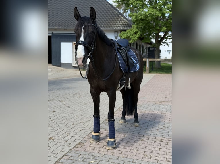 Cruzado Mare 8 years 15,2 hh Rabicano in Hehlen