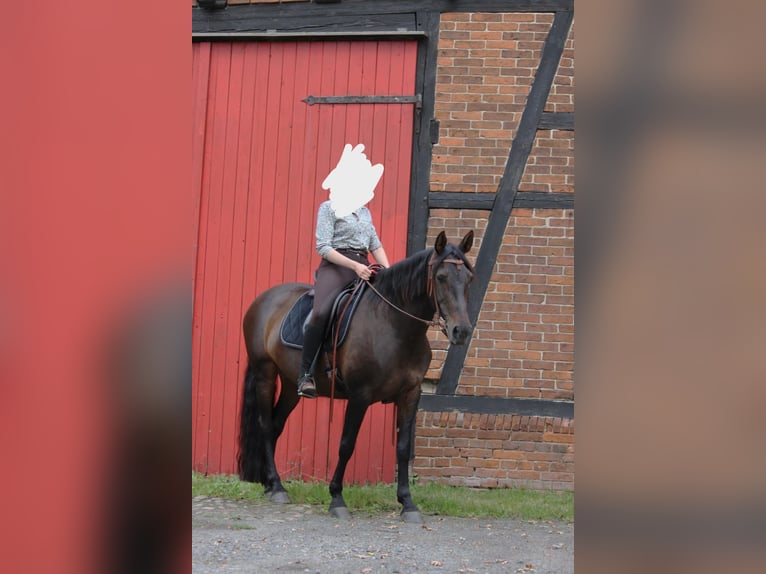 Cruzado Mare 8 years 15,3 hh Bay-Dark in Marklohe