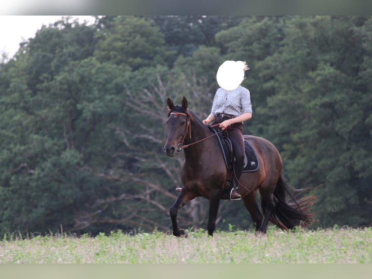 Cruzado Mare 8 years 15,3 hh Bay-Dark in Marklohe