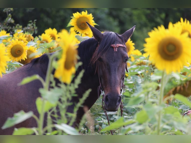 Cruzado Mare 8 years 15,3 hh Bay-Dark in Marklohe