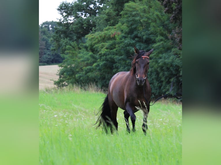 Cruzado Mare 8 years 15,3 hh Bay-Dark in Marklohe