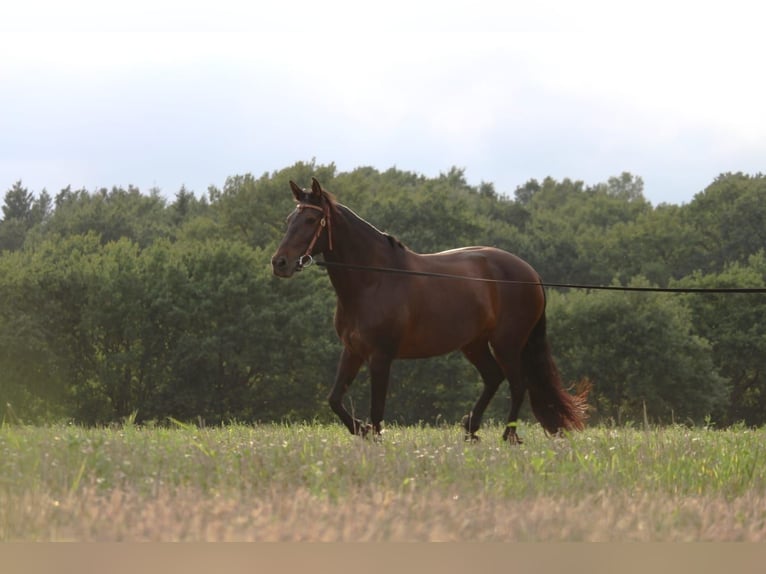 Cruzado Mare 8 years 15,3 hh Bay-Dark in Marklohe