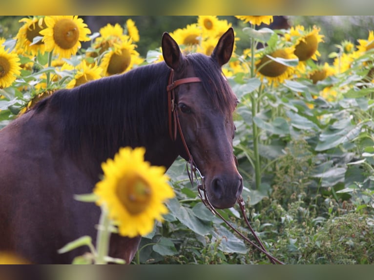 Cruzado Mare 8 years 15,3 hh Bay-Dark in Marklohe