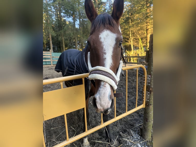Cruzado Mix Mare 8 years 15,3 hh Brown-Light in Otxandio