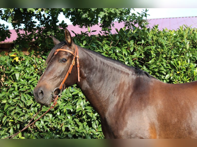 Cruzado Mare 8 years 15,3 hh Brown in Nienburg (Weser)