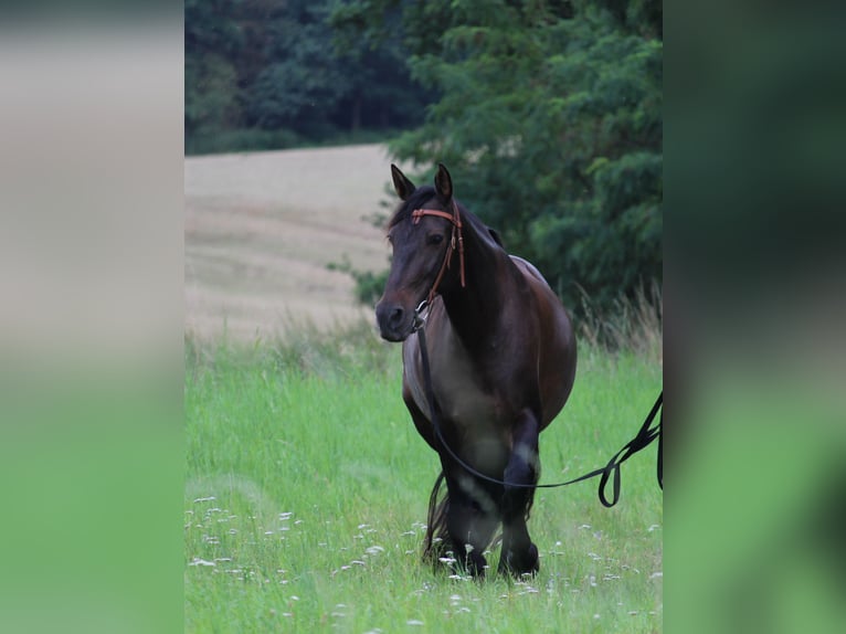 Cruzado Mare 8 years 15,3 hh Brown in Nienburg (Weser)