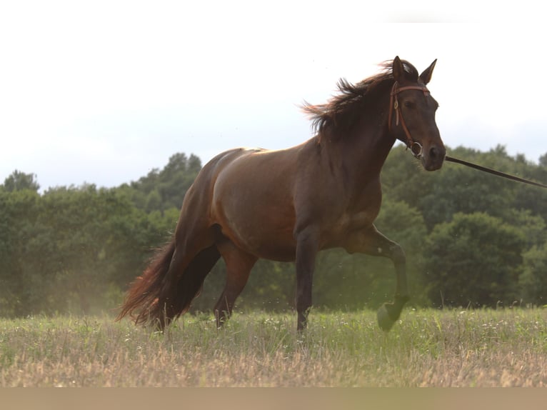 Cruzado Mare 8 years 15,3 hh Brown in Nienburg (Weser)