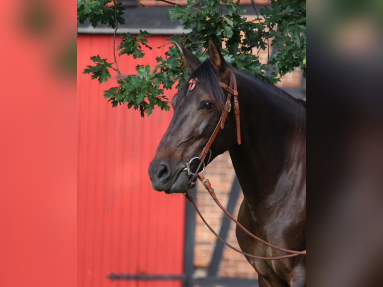 Cruzado Mare 8 years 15,3 hh Brown in Nienburg (Weser)