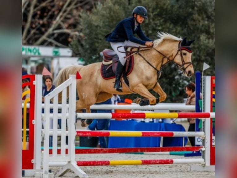 Cruzado Mix Mare 9 years 14.2 hh Palomino in Villaviciosa De Odon