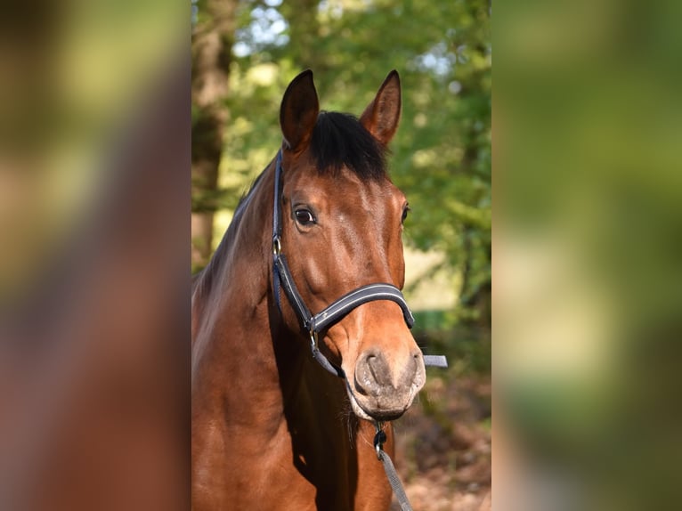 Cruzado Mare 9 years 15.1 hh Brown in Ennepetal
