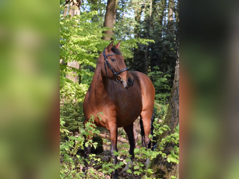 Cruzado Mare 9 years 15.1 hh Brown in Ennepetal