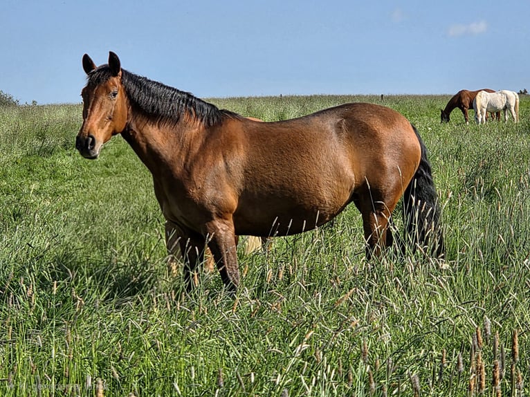 Cruzado Mare 9 years 15.1 hh Brown in Ennepetal