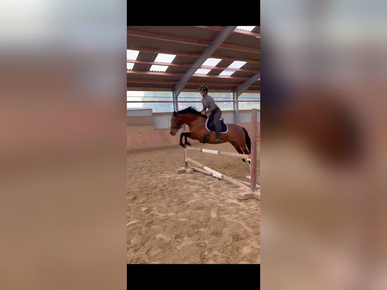 Cruzado Mare 9 years 15.1 hh Brown in Ennepetal
