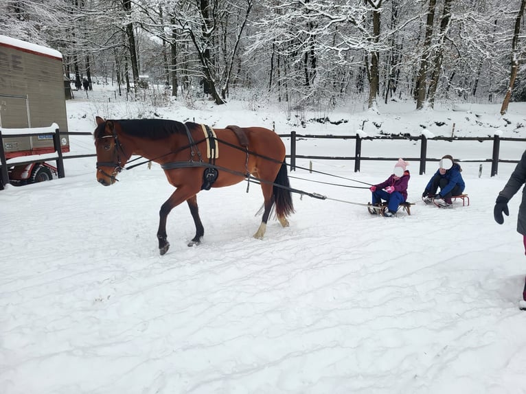 Cruzado Mare 9 years 15.1 hh Brown in Ennepetal