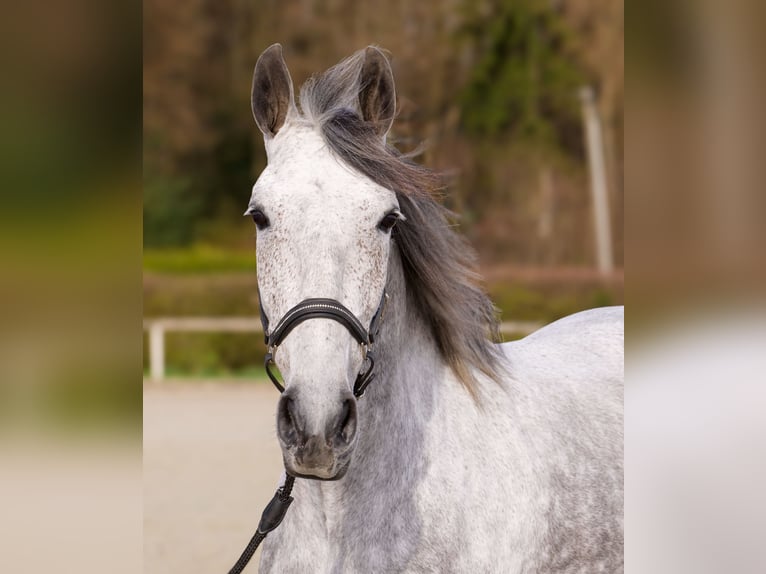 Cruzado Mare 9 years 15.1 hh Grey-Fleabitten in Neustadt (Wied)
