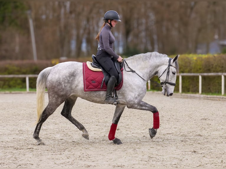 Cruzado Mare 9 years 15.1 hh Grey-Fleabitten in Neustadt (Wied)