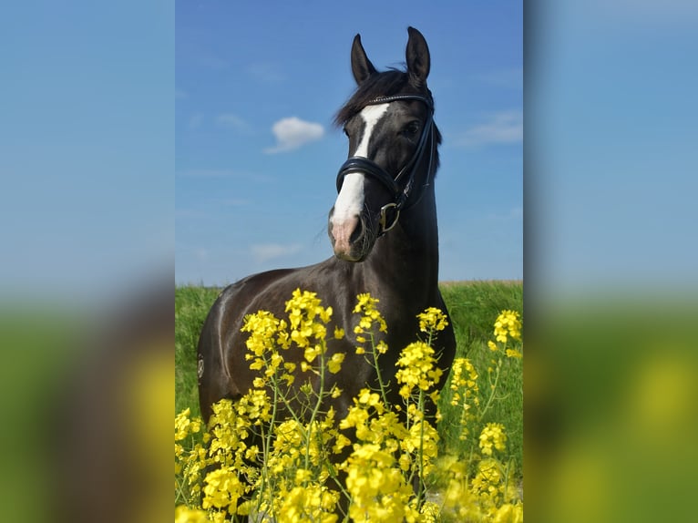 Cruzado Mare 9 years 15.2 hh Rabicano in Bodenwerder