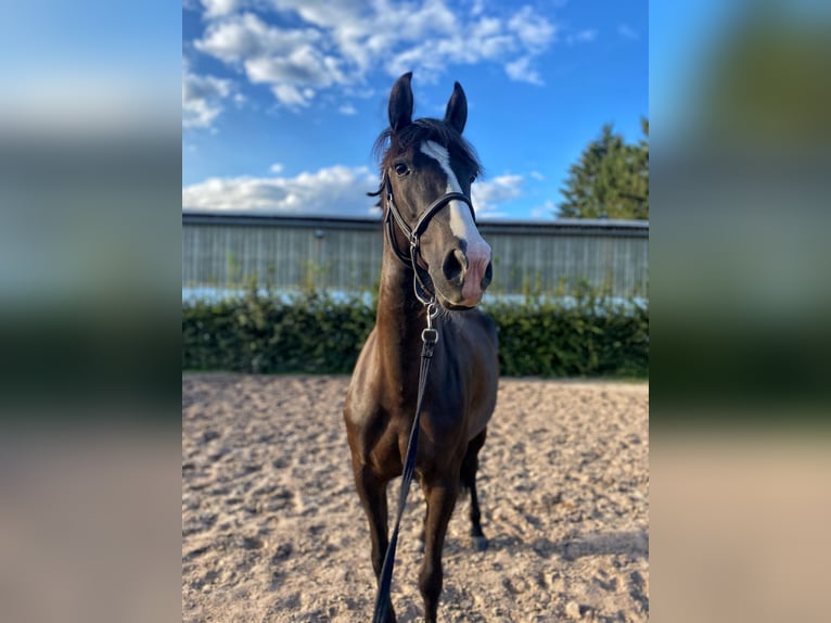 Cruzado Mare 9 years 15.2 hh Rabicano in Bodenwerder