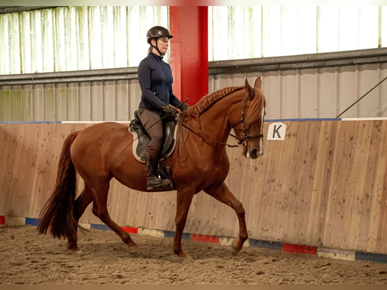 Cruzado Mare 9 years 15.3 hh Chestnut-Red in Sterup
