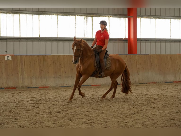 Cruzado Mare 9 years 15.3 hh Chestnut-Red in Sterup