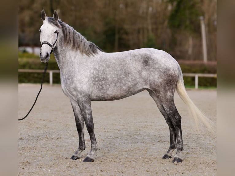 Cruzado Mare 9 years 15,1 hh Grey-Fleabitten in Neustadt (Wied)