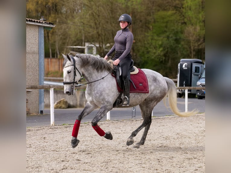Cruzado Mare 9 years 15,1 hh Grey-Fleabitten in Neustadt (Wied)