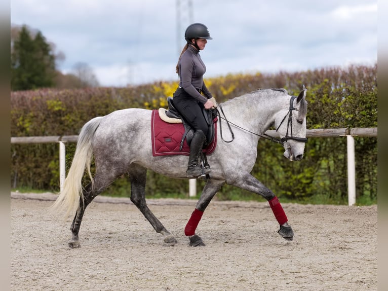 Cruzado Mare 9 years 15,1 hh Grey-Fleabitten in Neustadt (Wied)