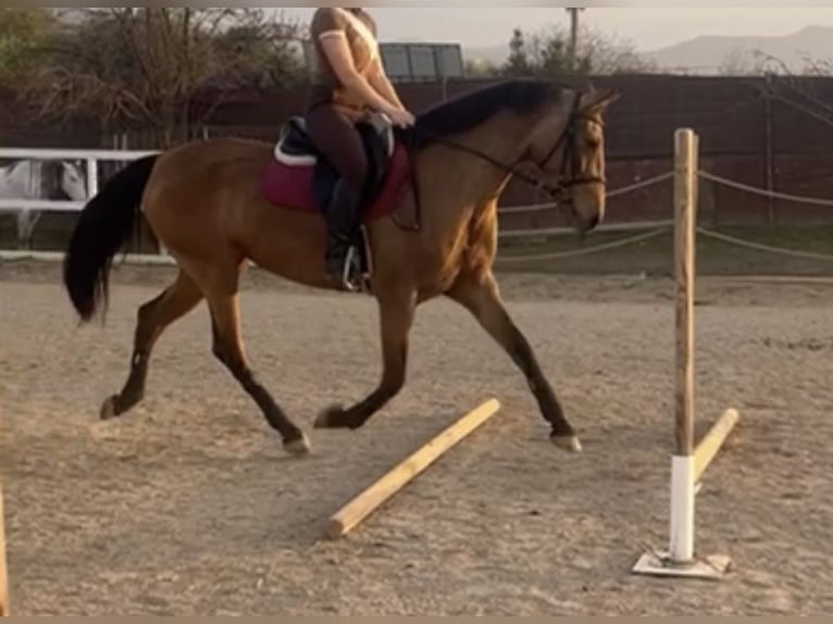 Cruzado Mare 9 years 15,2 hh in Vahlberg