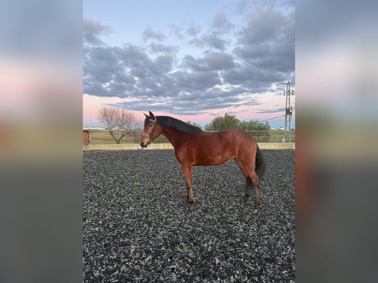 Cruzado Mare 9 years 15,3 hh Brown in Trigueros
