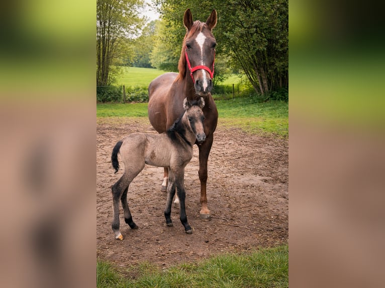 Cruzado Mare Foal (04/2026) 15.2 hh Buckskin in Essen