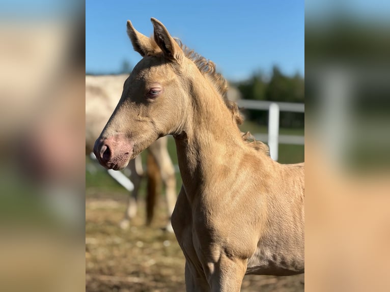 Cruzado Mare Foal (02/2026) 15.2 hh Perlino in wojcieszków
