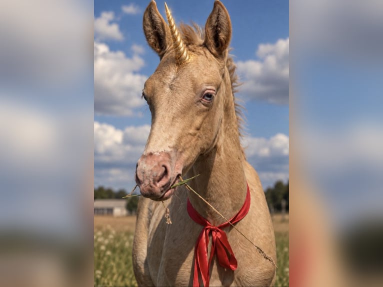 Cruzado Mare Foal (02/2026) 15.2 hh Perlino in wojcieszków