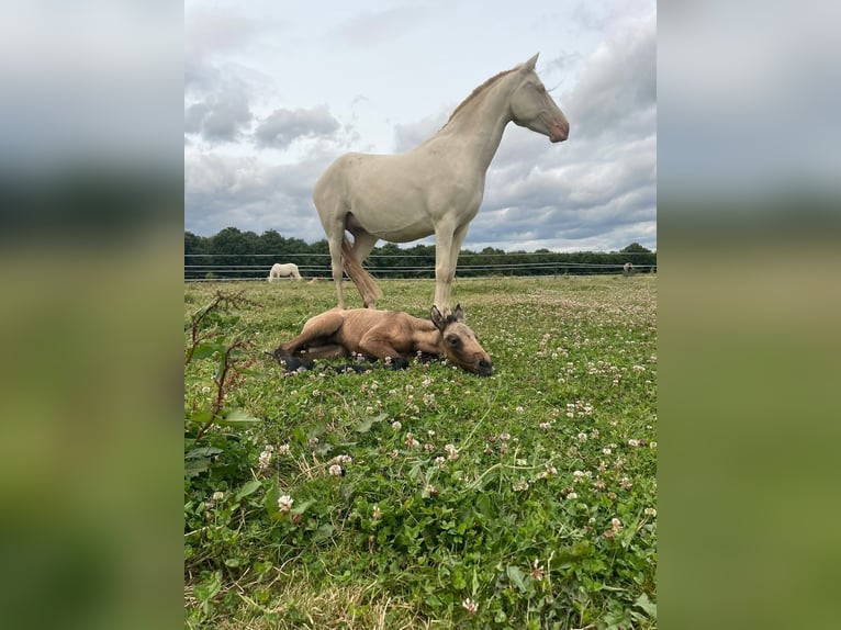 Cruzado Mare  15 hh Gray in Boissy-le-Sec