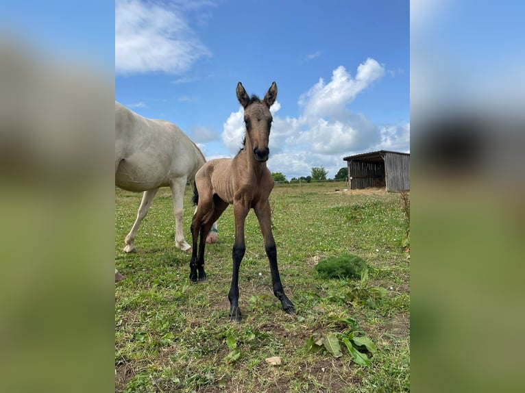 Cruzado Mare  15 hh Gray in Boissy-le-Sec