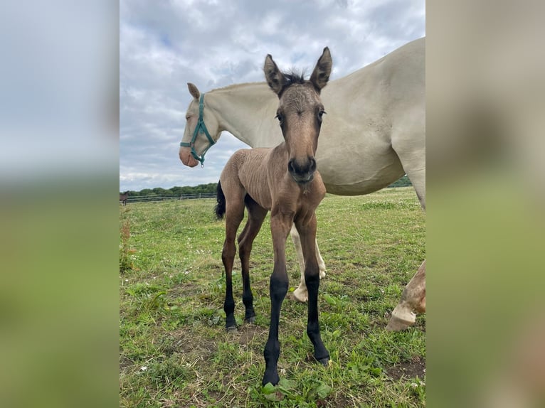 Cruzado Mare Foal (06/2025) 15 hh Grey in Boissy-le-Sec