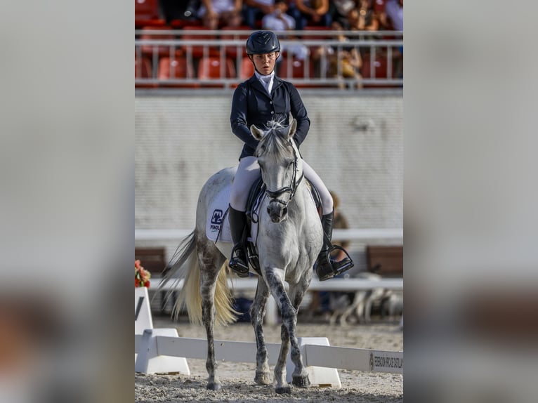 Cruzado Merrie 10 Jaar 149 cm Schimmel in Villaviciosa de Od&#xF3;n