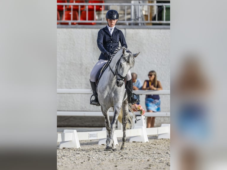 Cruzado Merrie 10 Jaar 149 cm Schimmel in Villaviciosa de Od&#xF3;n
