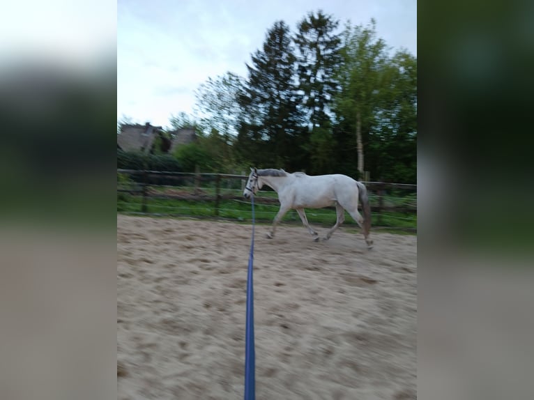 Cruzado Merrie 10 Jaar 152 cm Schimmel in Wischhafen