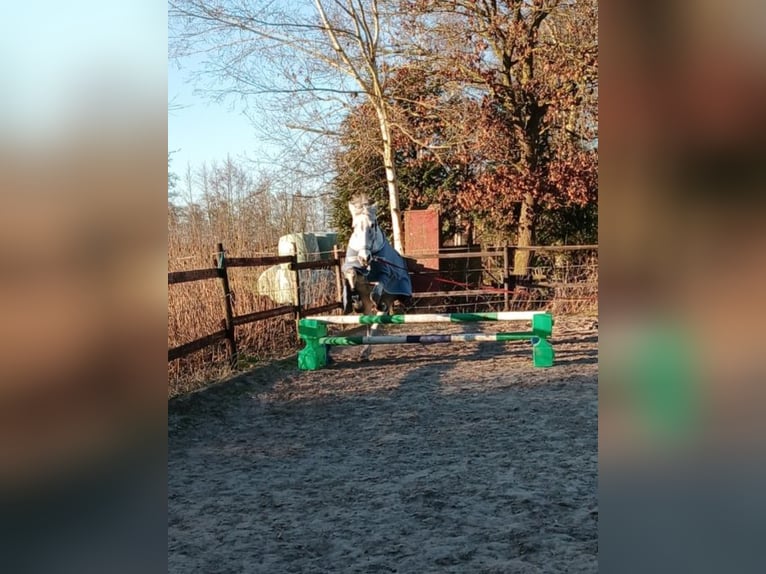 Cruzado Merrie 10 Jaar 152 cm Schimmel in Wischhafen