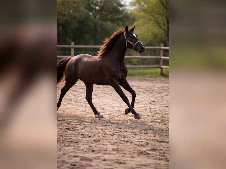 Cruzado Merrie 10 Jaar 156 cm Donkere-vos in Essen