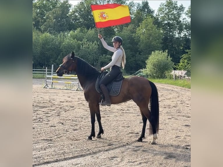 Cruzado Merrie 10 Jaar 157 cm Bruin in Windhagen