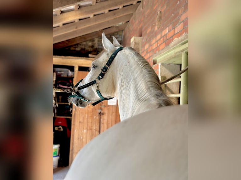 Cruzado Merrie 10 Jaar 158 cm Schimmel in L&#xFC;nen