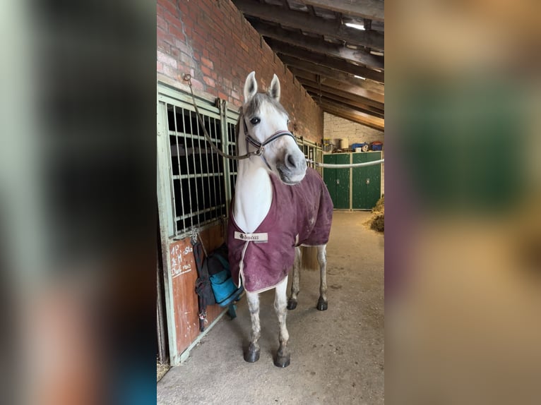 Cruzado Merrie 10 Jaar 158 cm Schimmel in L&#xFC;nen