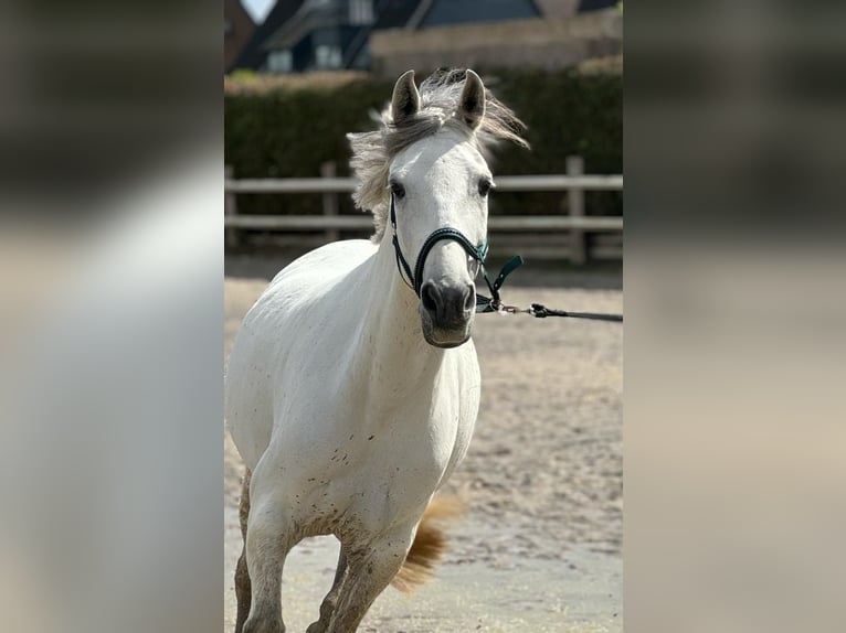 Cruzado Merrie 10 Jaar 158 cm Schimmel in L&#xFC;nen