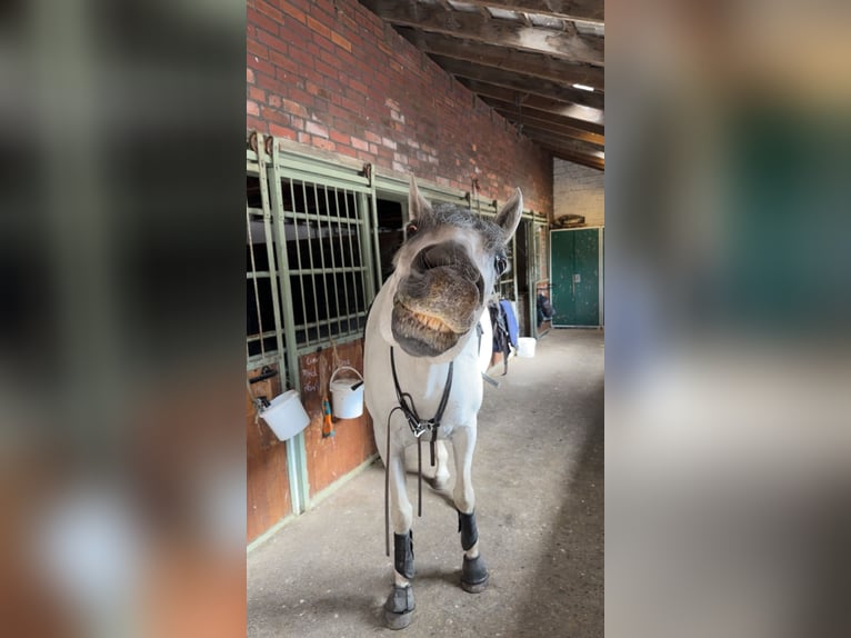 Cruzado Merrie 10 Jaar 158 cm Schimmel in L&#xFC;nen